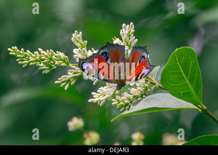 Unione farfalla pavone (Aglais io / Inachis io) su ligustro fiori Foto Stock