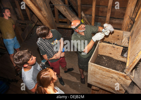 Suoneria di uccelli di rimetterla inanellato Barbagianni (Tyto alba) owlet / chick nastrare con anello metallico in nidificazione / scatola di nido nella chiesa torre Foto Stock