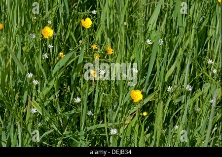 Lesser stitchwort, Stellaria graminea, con il campo renoncules, Ranculus acris, fioritura in un Devon erba prato Foto Stock