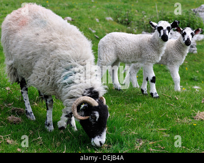 Swaledale pecora e agnelli a guardare per pericolo, Malhamdale, Yorkshire Dales National Park, Inghilterra Foto Stock