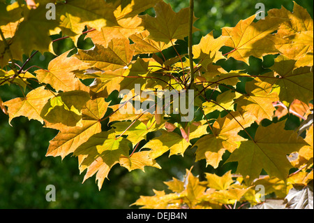 La luce che brilla attraverso i giovani foglie di una pianta ornamentale acero, Acer con un pallido si tinge di rosso Foto Stock