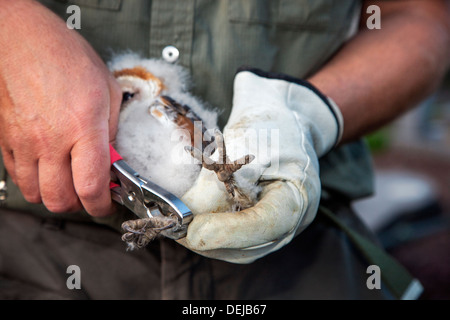 Suoneria di uccello con un paio di pinze e guanto squillando Barbagianni (Tyto alba) owlet / pulcino con anello di metallo sulla gamba di identificazione Foto Stock