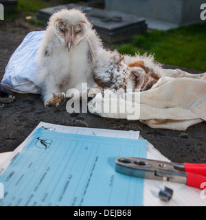 Il barbagianni (Tyto alba) owlets / pulcini pronto per essere inanellato e bird ringer, notebook, coppia di pinze e anelli di metallo al cimitero Foto Stock