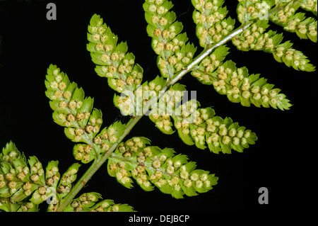 Sori lo sviluppo sul lato inferiore del frond o lama di una felce maschio, Dryopteris filix-mas, Foto Stock