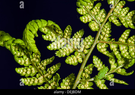 Sori lo sviluppo sul lato inferiore del frond o lama di una felce maschio, Dryopteris filix-mas, Foto Stock