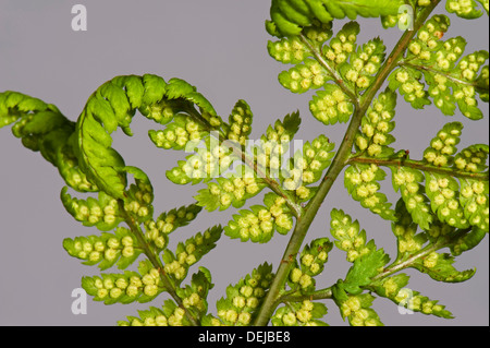 Sori lo sviluppo sul lato inferiore del frond o lama di una felce maschio, Dryopteris filix-mas, Foto Stock