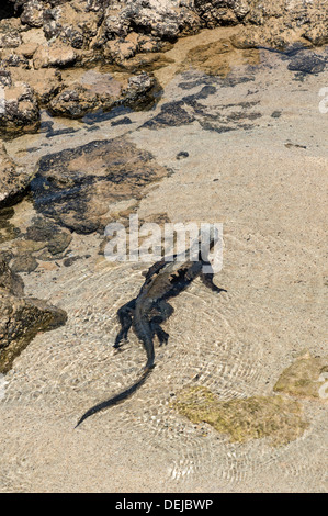 Iguana marina (Amblyrhynchus cristatus hassi), Isola di Santa Cruz, Galapagos, Ecuador Foto Stock