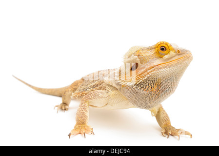 Drago barbuto isolato di fronte a uno sfondo bianco. Foto Stock