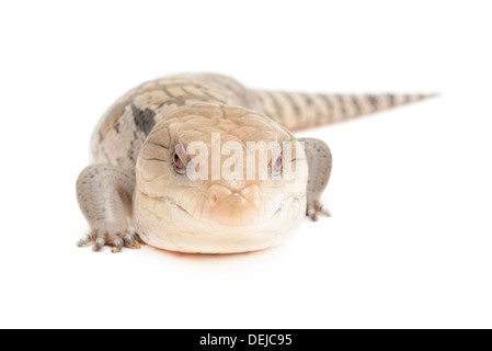 Primo piano della blue tongued skink isolato di fronte a uno sfondo bianco. Foto Stock