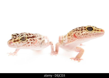 Primo piano di leopard gecko isolato di fronte a uno sfondo bianco. Foto Stock