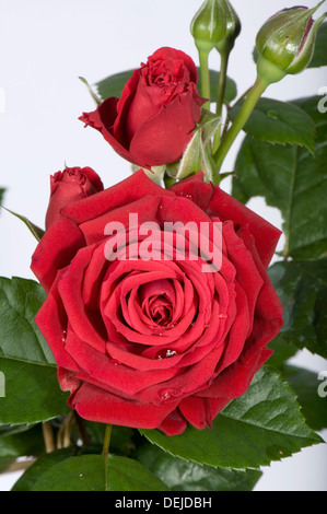 Un delicato e intricato fiore rosso di una piccola rose coltivate in vaso come una pianta di casa Foto Stock