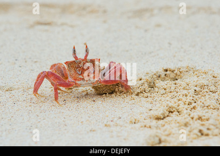 Il granchio fantasma (Ocypode Gaudichaudii) Foto Stock
