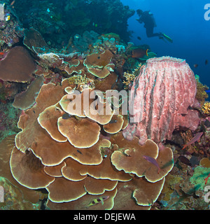 Coralli intatti e spugna canna sulla parete corallina con scuba diver silhouette in blu sullo sfondo dell'acqua. Foto Stock