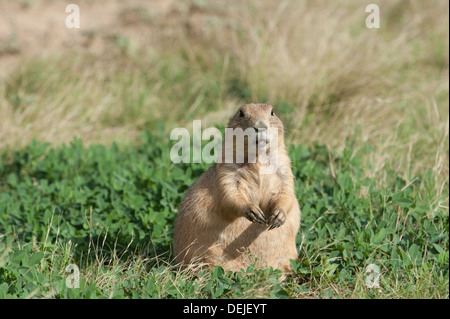 Fotografia di un bianco-tailed Prairie Dog nel suo habitat naturale delle pianure del nord degli Stati Uniti. Foto Stock