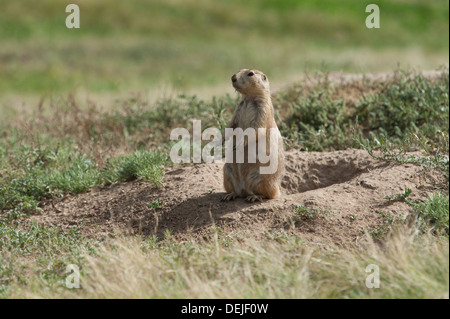 Fotografia di un bianco-tailed Prairie Dog nel suo habitat naturale delle pianure del nord degli Stati Uniti. Foto Stock