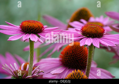 ECHINACEA PURPUREA RUBINSTERN Foto Stock