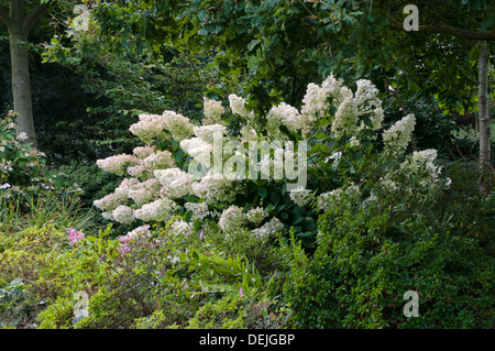 HYDRANGEA PANICULATA diamante rosa Foto Stock