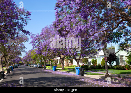 Alberi di jacaranda in fioritura lungo la strada di Culver City. Los Angeles, California Foto Stock