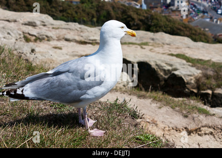 Aringhe adulte Gull guarda oltre l'inglese località balneare di Hastings. Foto Stock