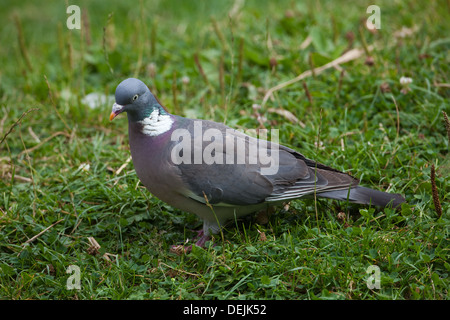 Woodpigeon o inanellato Colomba (Columba palumbus). Lavaggio a terra. Foto Stock