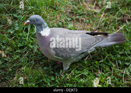 Woodpigeon o inanellato Colomba (Columba palumbus). Lavaggio a terra. Foto Stock