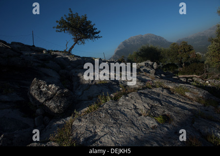 Un solitario albero cresce nel picco di Albarracin montagna, nella Sierra de Grazalema parco naturale, El Bosque, Spagna Foto Stock