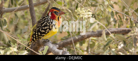 Rosso-giallo barbet nel Parco Nazionale di Tarangire e, Tanzania Foto Stock