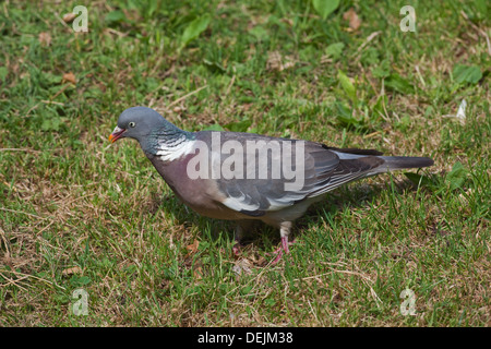 Woodpigeon (Columba palumbus). La ricerca di articoli alimentari sul terreno. Foto Stock