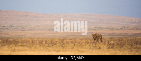 Leonessa nel cratere di Ngorongoro, Tanzania. Foto Stock