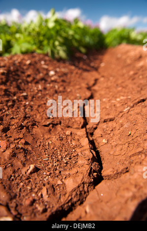 Incrinature nel terreno a causa di condizioni di tempo asciutto in un raccolto di patate, Aberdeen. Foto Stock