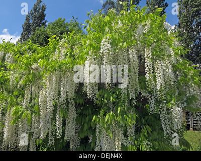 Barrington Court white wisteria Tree, Somerset, Inghilterra, Regno Unito Foto Stock