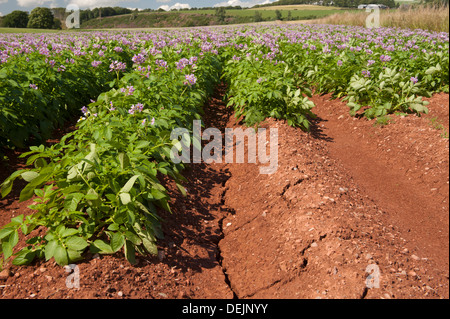 Patate sane le colture in Scozia. Foto Stock