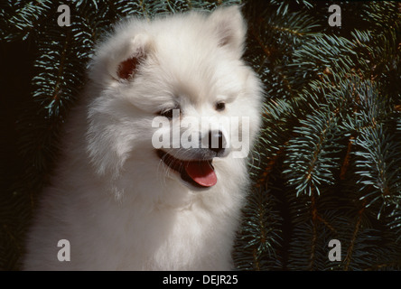 American Eskimo dog-colpo alla testa del cucciolo Foto Stock