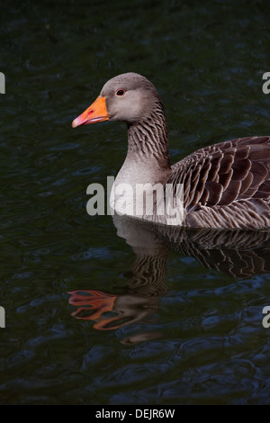 Western Graylag Goose (Anser anser). Norfolk Broads. East Anglia. In Inghilterra. Foto Stock