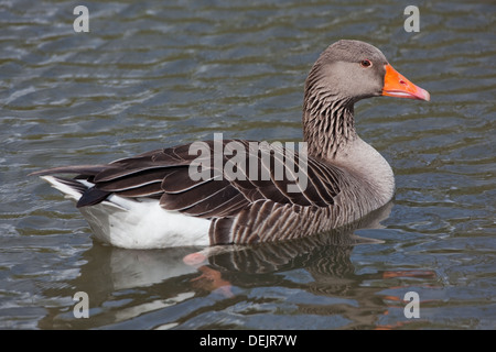 Western Graylag Goose (Anser anser). Momentaneamente fermi, calcando acqua, mentre nuotano. Foto Stock