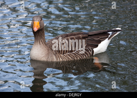 Graylag Goose (Anser anser). Sulla piscina di acqua. Sulla testa, mostrando gli occhi e la visione stereoscopica capacità. Foto Stock