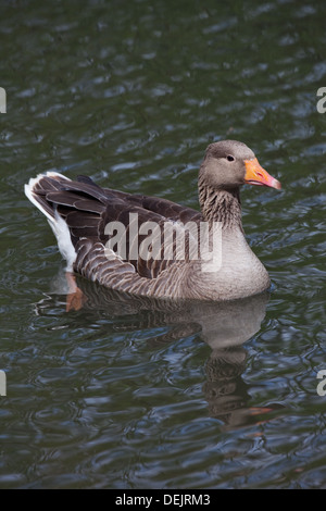 Western Graylag Goose (Anser anser). Norfolk Broads. East Anglia. In Inghilterra. Foto Stock