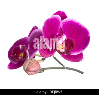 Fiore lilla orchidea con bandlet isolato, sfondo bianco Foto Stock