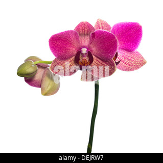 L'orchidea rossa con boccioli è isolato su sfondo bianco Foto Stock