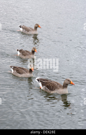 Western Graylag oche (Anser anser anser). Coltishall comune, fiume Bure, Norfolk. Foto Stock