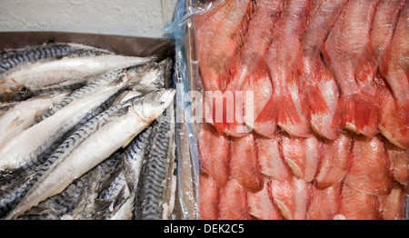 Close-up appena catturati pesci contenitore Foto Stock