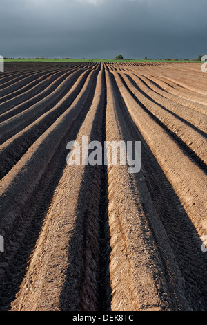 I campi di patate sul Black Isle vicino a Cromarty in Scozia. Foto Stock