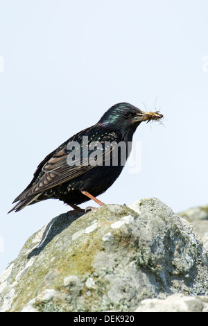 Starling comune (Sturnus vulgaris) - REGNO UNITO Foto Stock