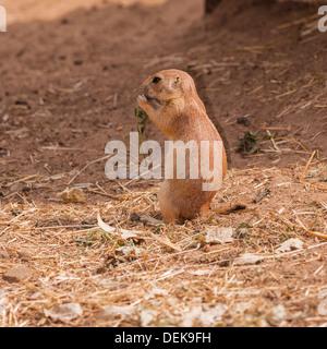 Un captive Black-Tailed marmotta ( Cynomys ludivicianus ) noto anche come cane della prateria Foto Stock