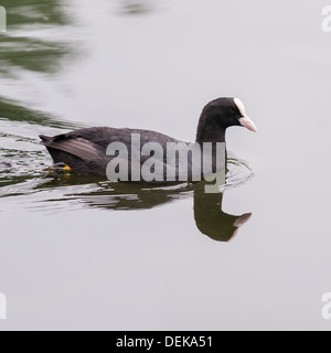 La folaga (fulica atra) nel Regno Unito Foto Stock