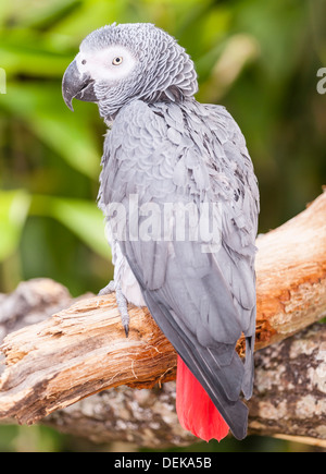 Un pappagallo grigio africano a Longleat Safari Park di Longleat , Warminster , Wiltshire , Inghilterra , Inghilterra , Regno Unito Foto Stock