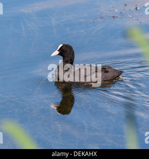 La folaga (fulica atra) nel Regno Unito Foto Stock