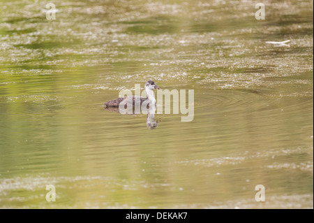 Un giovane folaga (fulica atra) nel Regno Unito Foto Stock