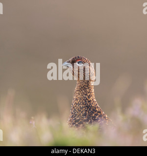 Un Red Grouse ( Lagopus lagopus scoticus ) nella brughiera, Yorkshire Dales, England, Regno Unito Foto Stock