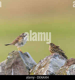 Due Prato Pipits ( Anthus pratensis ) nella brughiera, Yorkshire Dales, England, Regno Unito Foto Stock